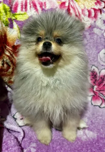 Lindo filhote de Spitz Alemão (Lulu da Pomerania)