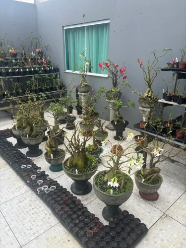 Rosa do deserto