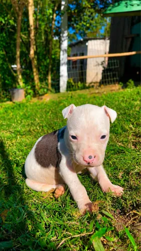 Pitbull a venda