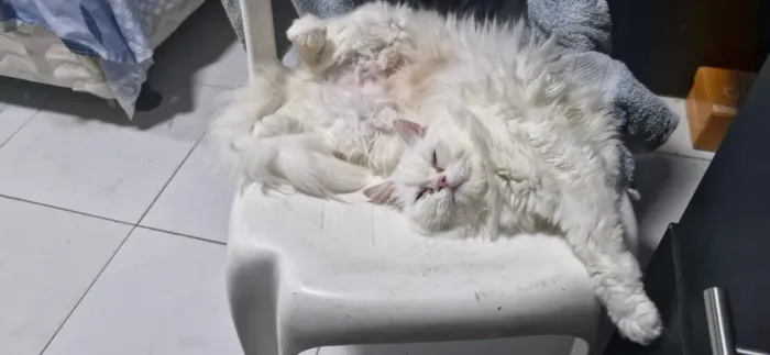 Gatos persas