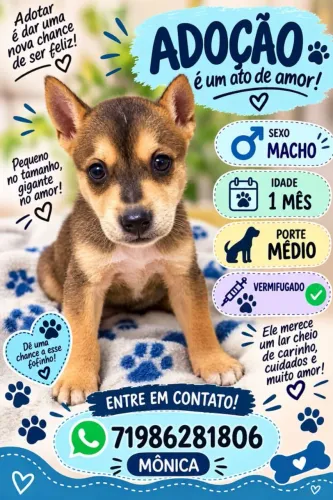 Cachorro filhote