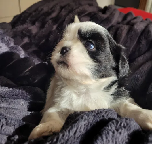 Cachorro shituz  macho 500 reais 
