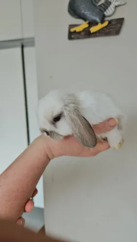 Coelho mini lop Uruguaio 
