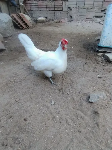 Galinha/Galo