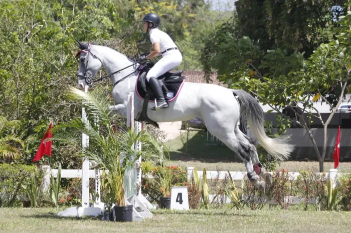 Vendo cavalo brasileiro de hipismo