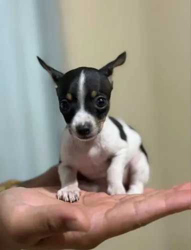 Pinscher fêmea e machinho bem pequenos Já tá disponível pra retirada