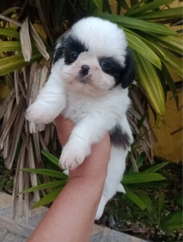 Shih Tzu filhotes disponíveis prontos para novo lar