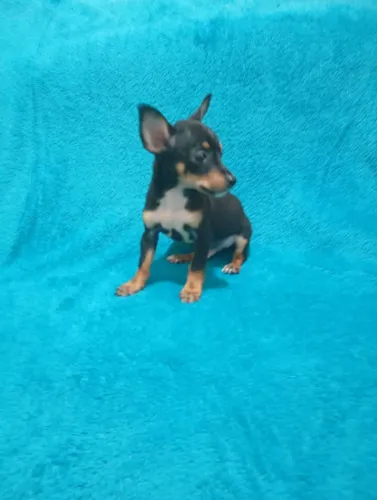 Pinscher Miniatura macho com 70 dias super pequeno