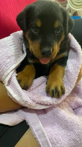 ROTTWEILER PURO FÊMEA