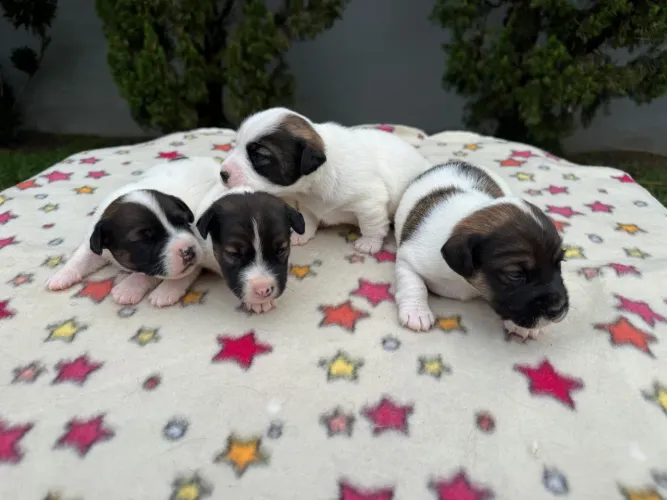 Filhotes de Jack Russell Terrier á venda 