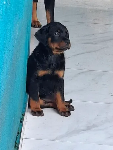 Filhotes de ROTTWEILER
