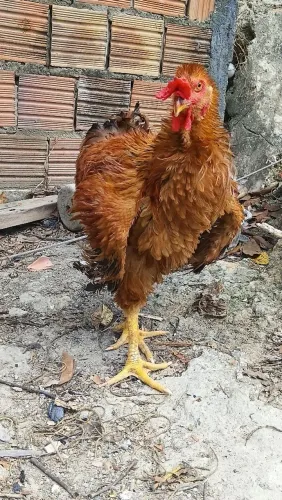 Galo frizado