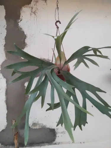 Chifre de Veado (Platycerium Bifurcatum)