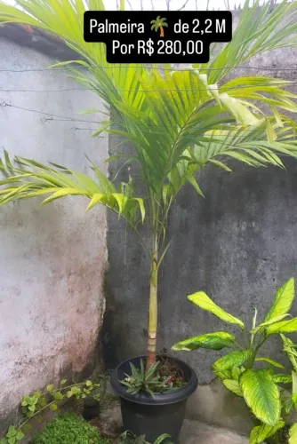 Plantas decorativas