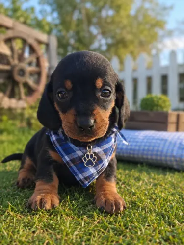 Entregamos! Filhote de Daschound macho