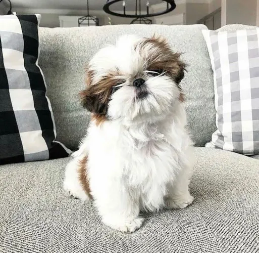 Vendo filhotes de shih Tzu
