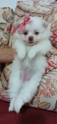 Lulu da pomeranea com 56 dias vacinados 