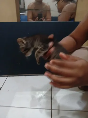 Filhotes de gatos 