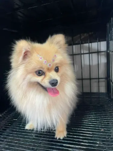 Vaga de emprego em pet shop