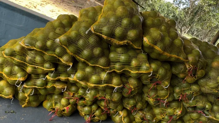 Laranjas