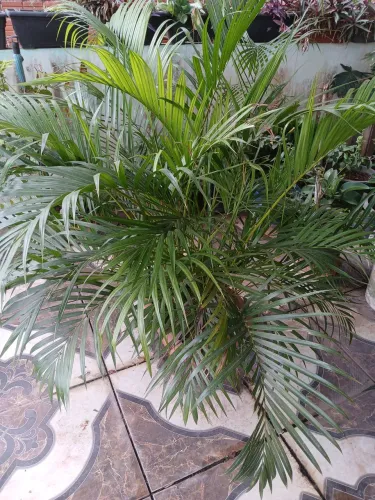 Vende se palmeiras zap *