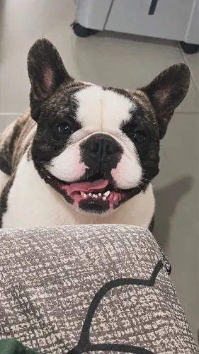 Buldogue francês