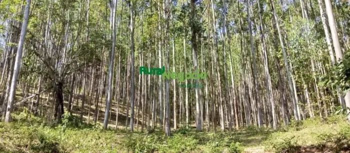 Fazenda com plantação de eucaliptos em Brazópolis-MG