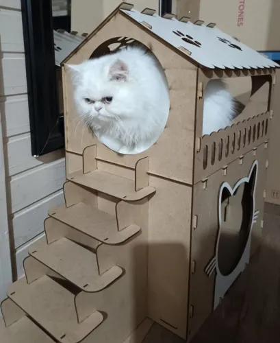 Filhote gato persa 