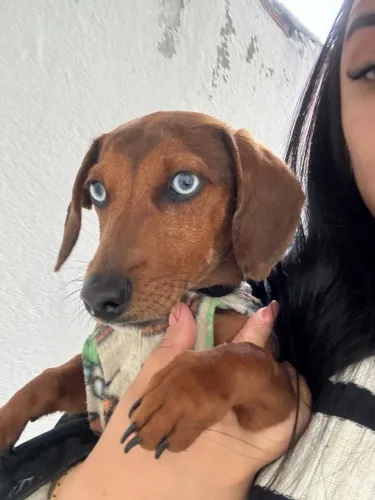 Basset dachshund-PEDRINHO ESTÁ À PROCURA DE UMA NAMORADINHA!