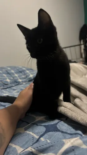 Doa- se gatinho