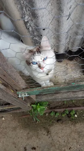 Gato para adoção