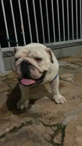 Vende-se bull dog inglês e husky siberiano JUNTOS.