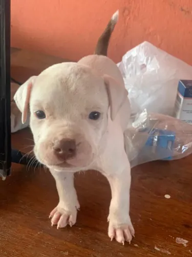 Filhotes de pitbull autêntico.