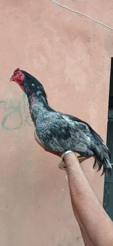 Frango cinza