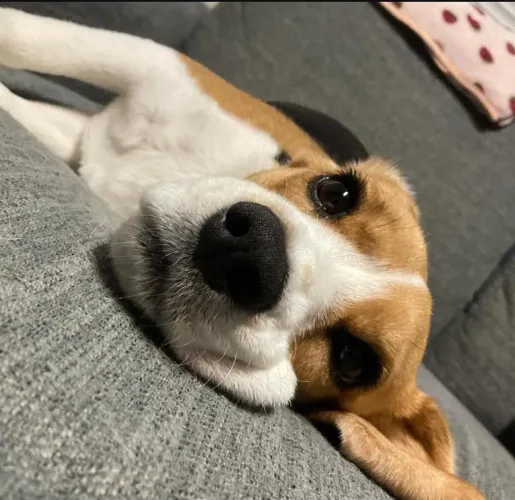 Filhote Beagle, Os filhotinhos mais encantadores esperam por você!