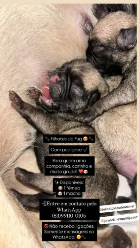 Pug 