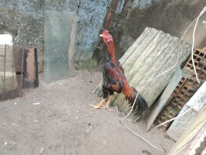 Casal de raça pra vender ligeiro,180,00 o casal