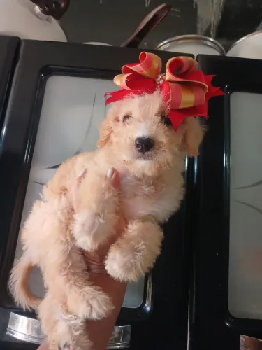 Poodle toy femea