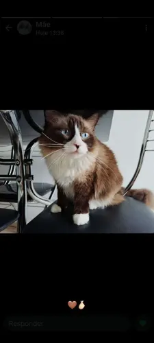 Gato para adoção