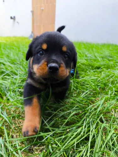 Filhotes de Rottweiler