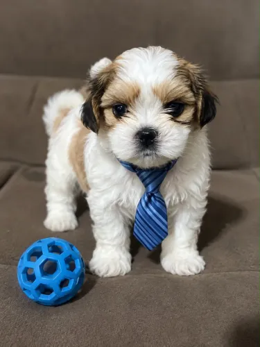 Lindo filhote de lhasa macho a pronta entrega