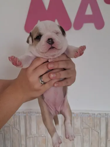 American Bully 