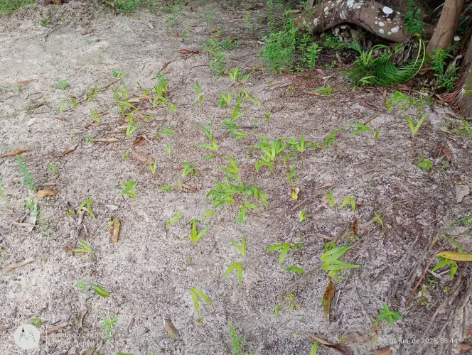 Vende se Mudas de Juçara, Mudas de Pés de Manga e Terra preta para Plantas
