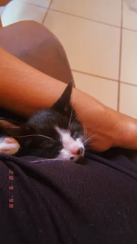 Doação de gato