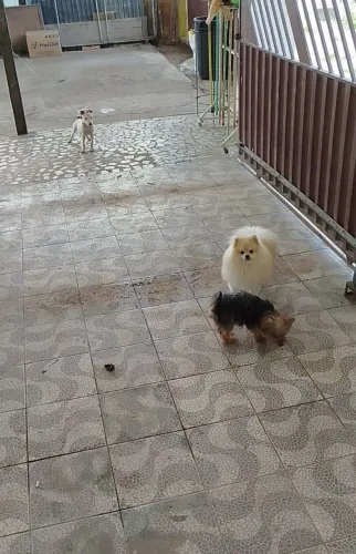 Cachorrinho yorkshire com Lulu da Pomerânia