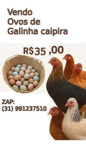 pintinhos caipira