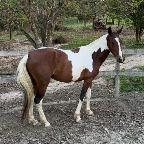 Égua pampa mangalarga