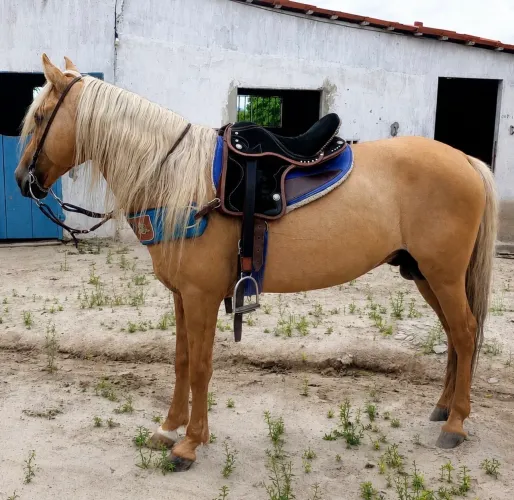 Cavalo mangalarga