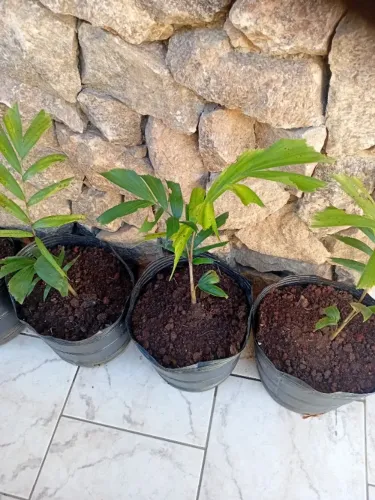 Mudas palmeira rabo raposa