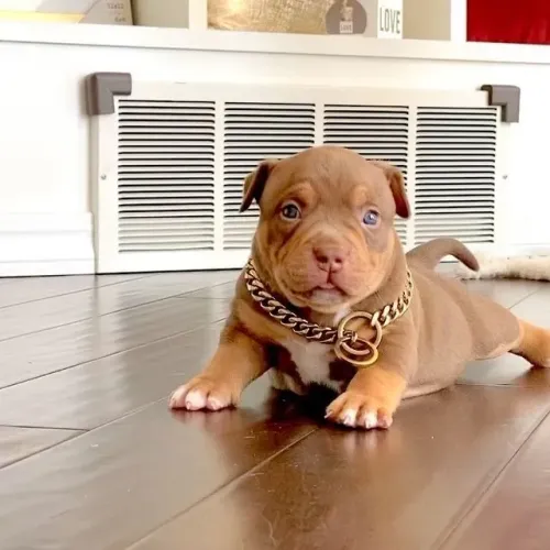 Filhotes de American Bully - Prontos Para Receber Carinho 